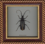 Framed Insect - front