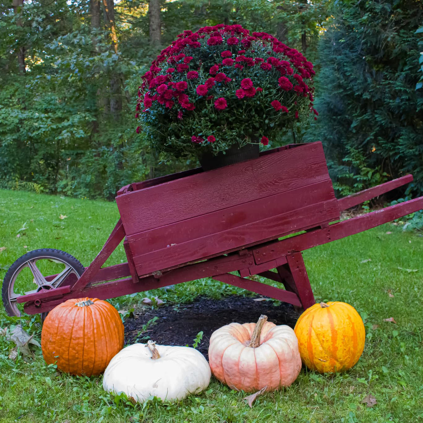 Pumpkins in Tewksbury, Massachusetts photo by Anthony