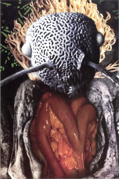 Insect And Individual Silenced