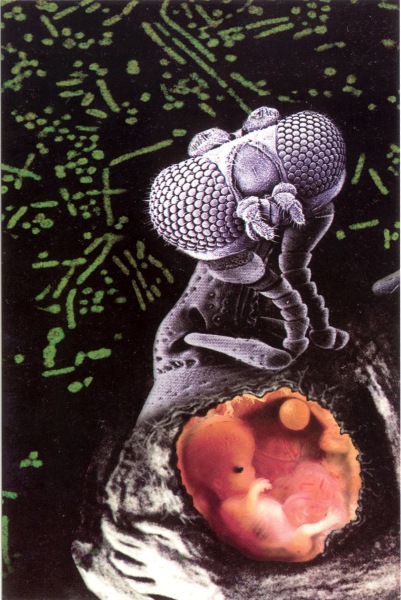 Insect And Individual Silenced