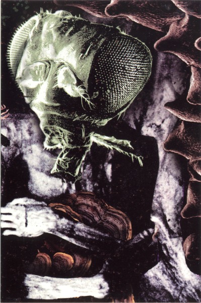 Insect And Individual Silenced