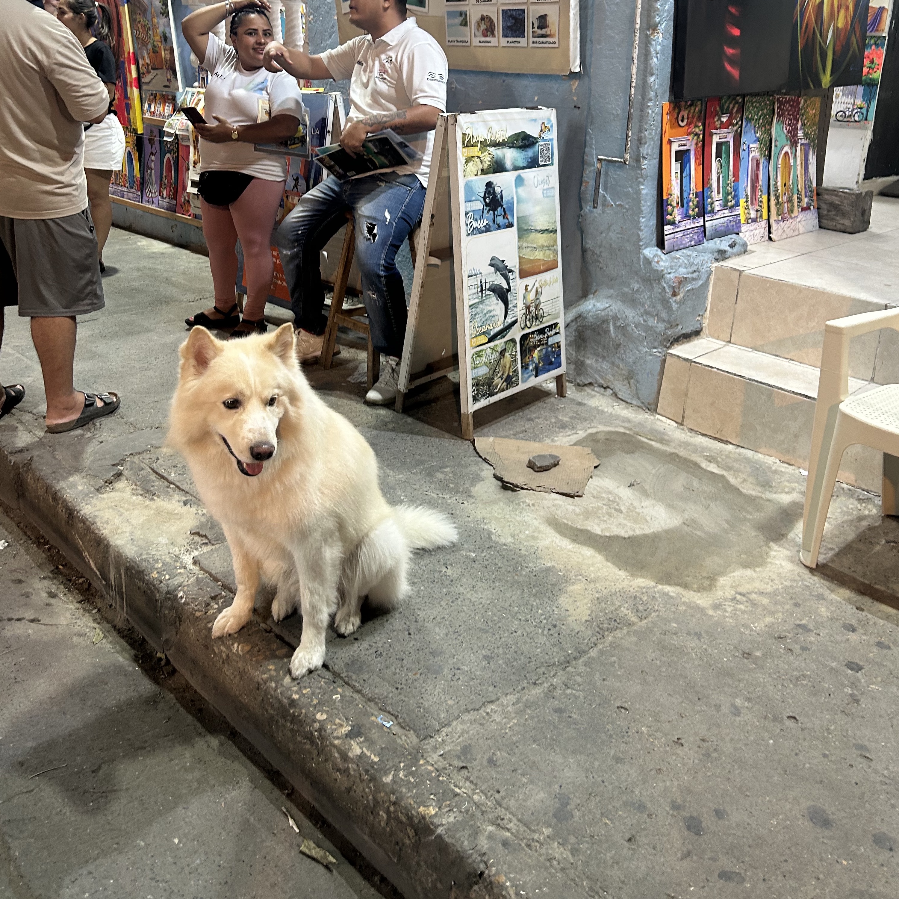 Dog in a marketplace in Colombia by Fabien