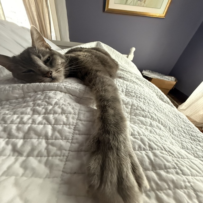 Cat stretch photo by Gabriel