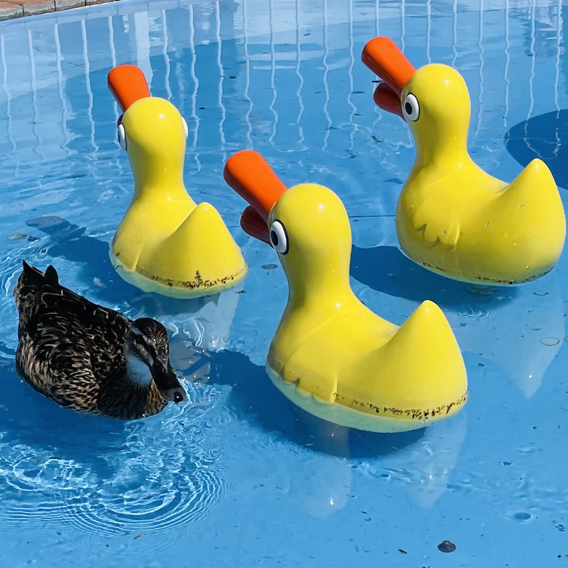 Rubber ducks and a live duck from Matthew in the UK